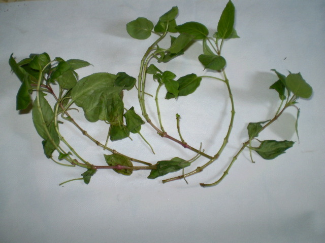 la 18 aug..puse in apa cu previcur/bionat - daunatori