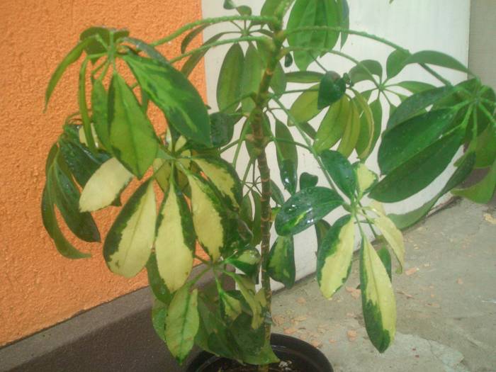 Schefflera