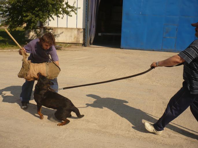 TYRA V HAUSE ONUL; TYRA AMENINTATA CU BASTONUL.
