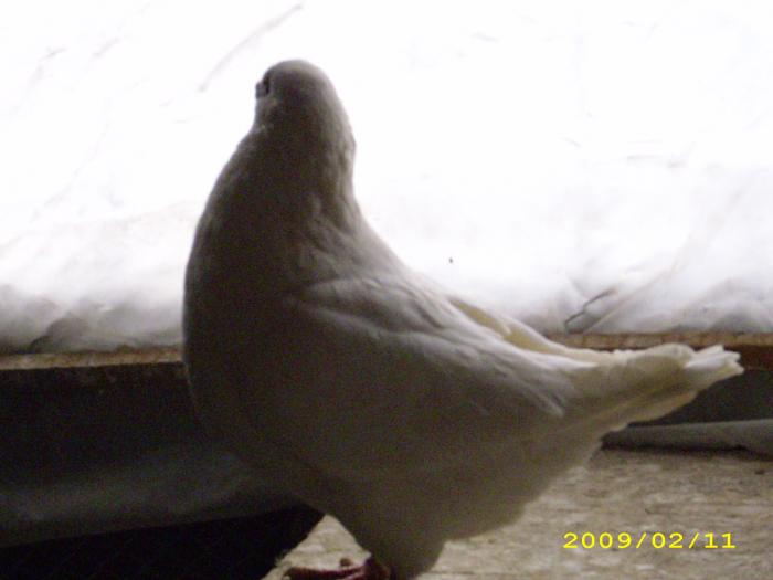 mascul 2008 - nastase