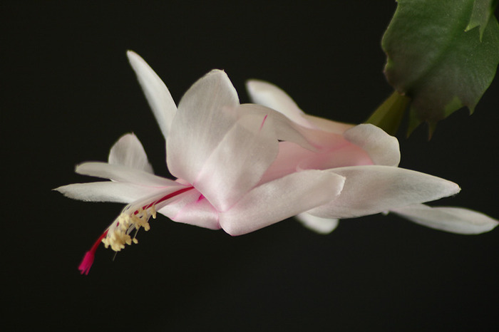 Schlumbergera - plante 2009