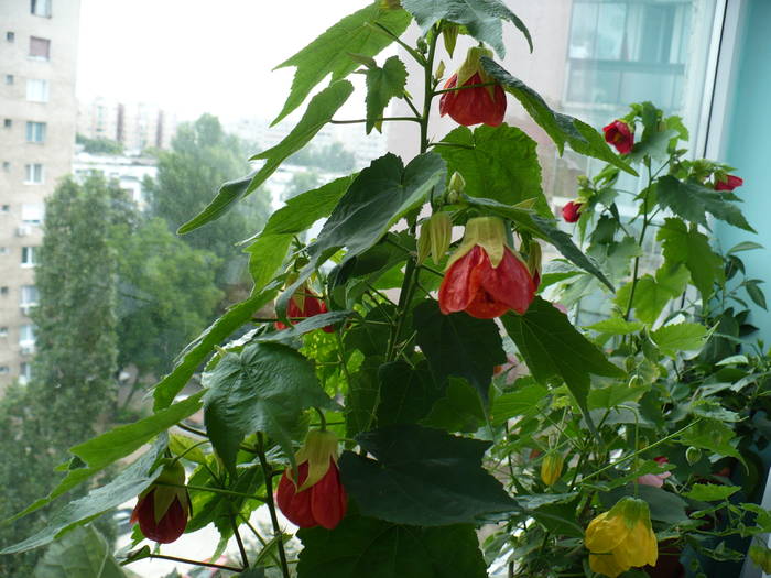 P1140425 - ABUTILONI