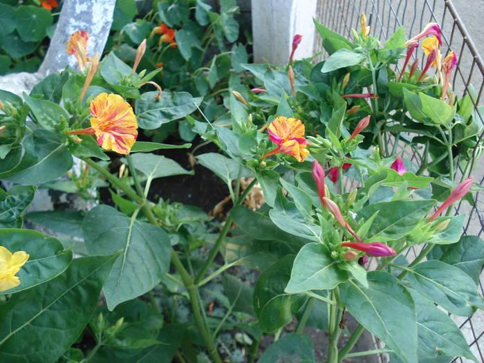 DSC09731