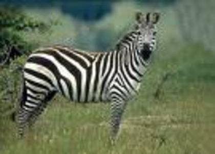 zebra 2