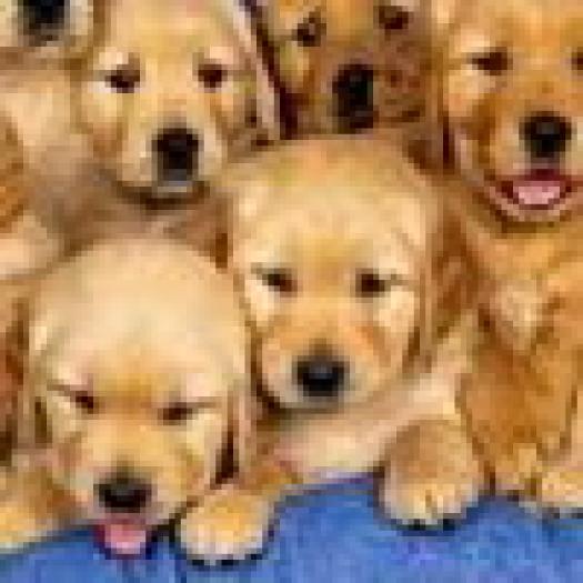 Avatar Animale Avatare cu Animale Catei Mici