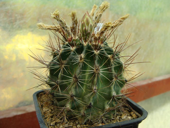 Hamatocactus setispinus - Notocactus-Parodia