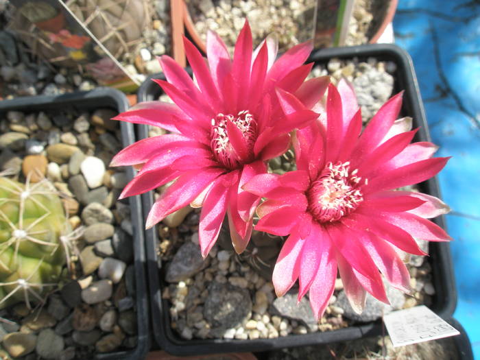 Gymno cu floare rosie ascutita - 18.06