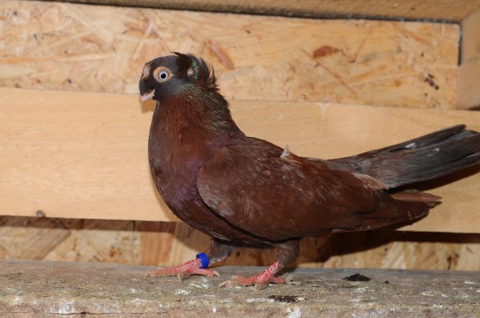 DSC_9908 - jucatori dublumotati calarasi 2008