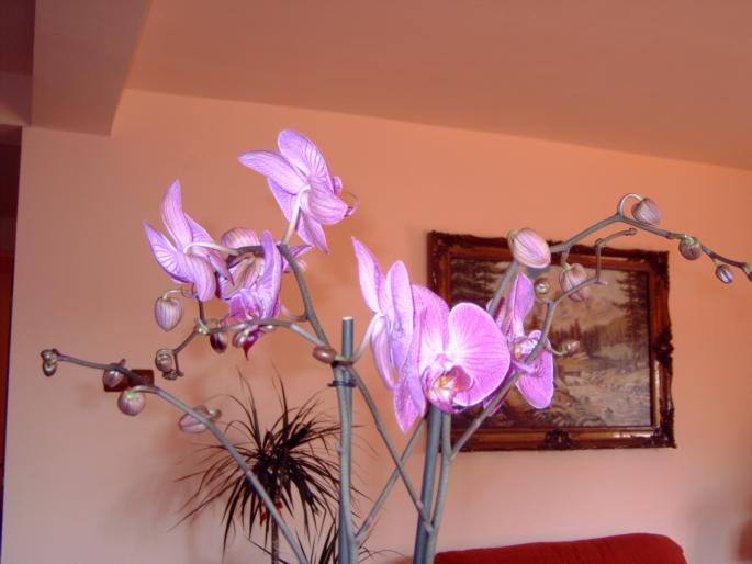 orhidee, - Plantele mele de interior