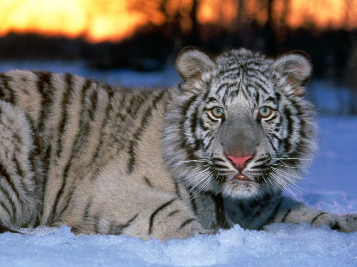 White Tiger Cub; Cele mai frumoase animale.
