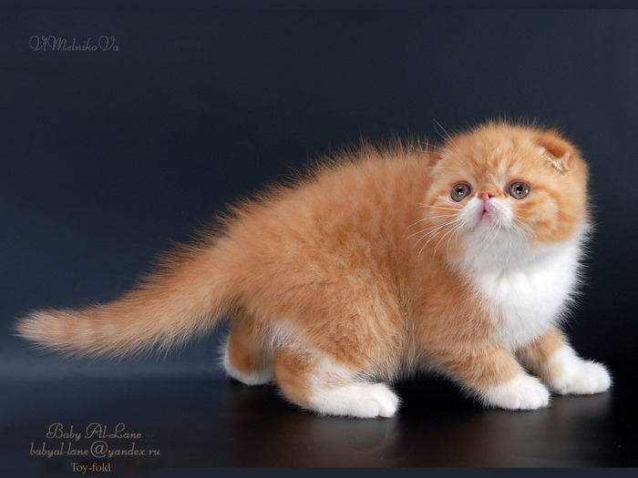 D_269 - Desktop Pisici