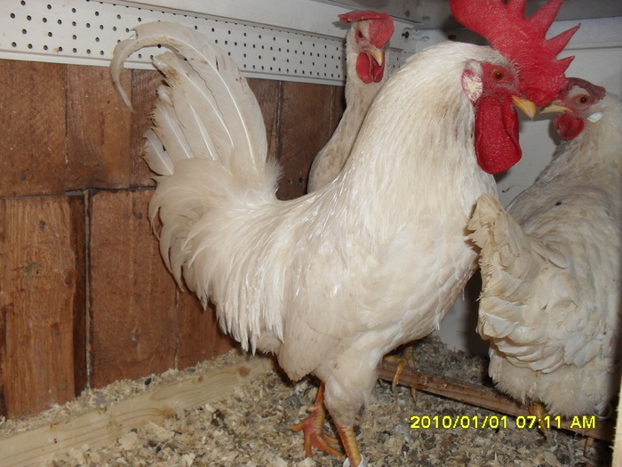 SDC10439 - leghorn alb