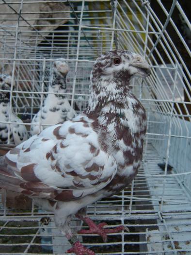 DEUTSCHE SCHAUTAUBEN PORUMBEL GERMAN DE EXPOZITIE VOIAJOR GERMAN DE FRUMUSETE BEAUTY GERMAN PIGEON - Expo Agraria 2006 Alba Iulia