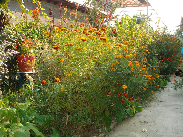 FLORILE MAMEI,LA SFARSITUL LUI SEPTEMBRIE