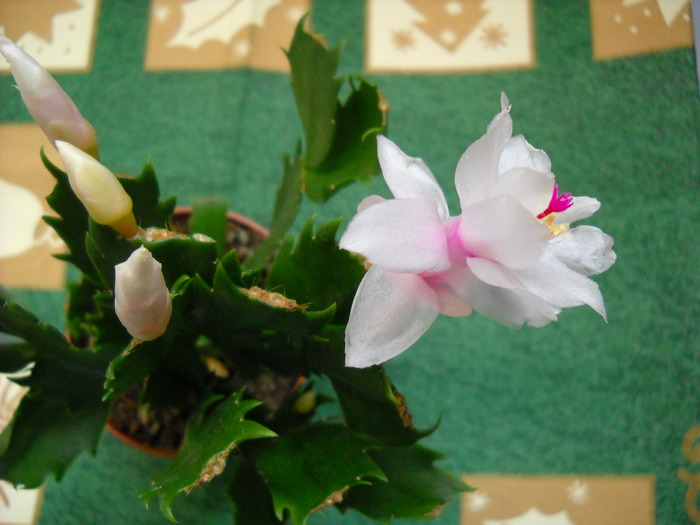 Schlumbergera - CACTUSI SI SUCULENTE