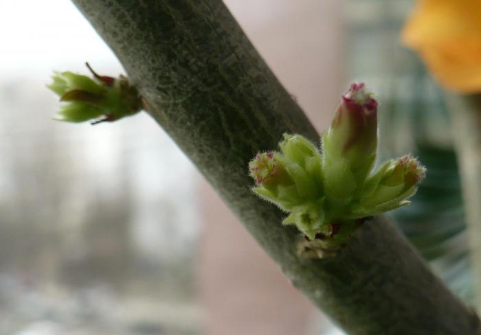 boboci adenium