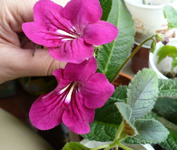 P1110271 - STREPTOCARPUSI