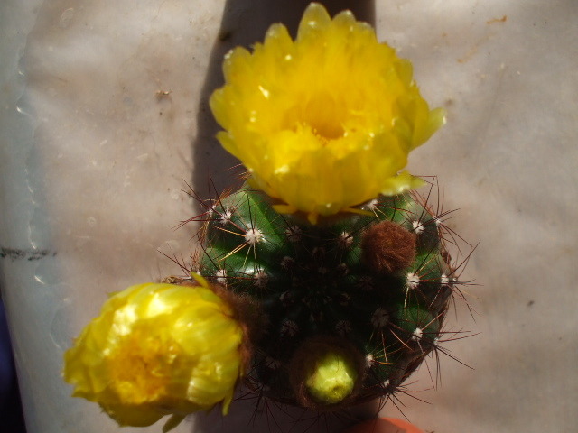 Notocactus ottonis - cactusii mei