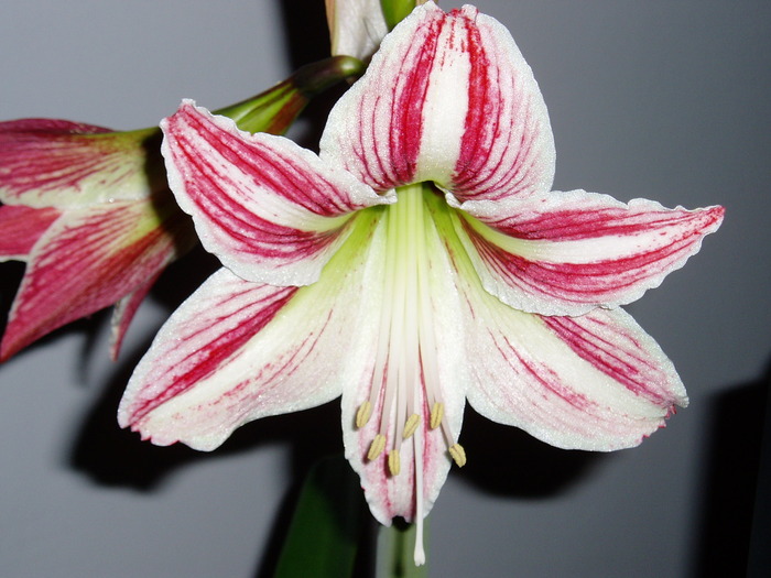 crin amaryllis - Florile mele 2009