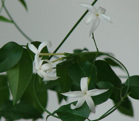 jasmin