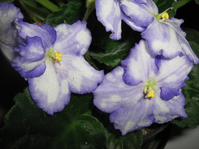 IMG_3626 - violete