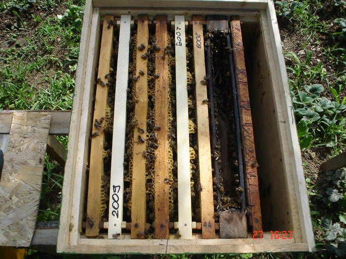 DSC05911 - ALBINUTZELE MELE