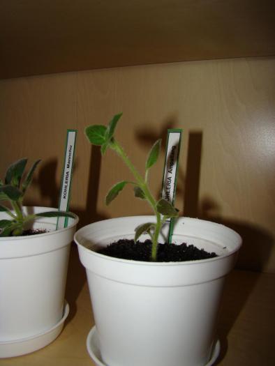 DSC07233 - Kohleria 01 2009