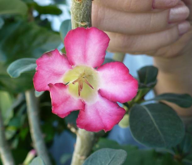 P1100725 - ADENIUM OBESUM