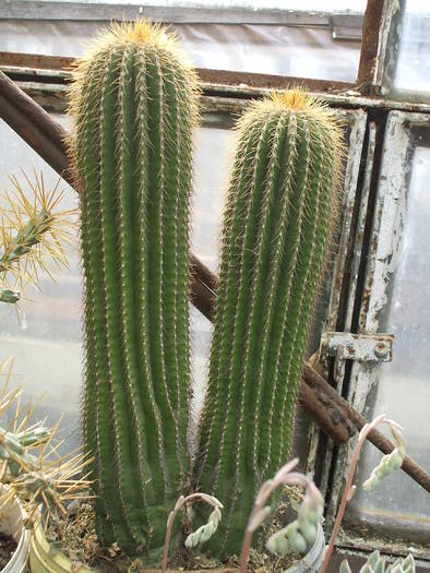 Neobuxbaumia polilopha