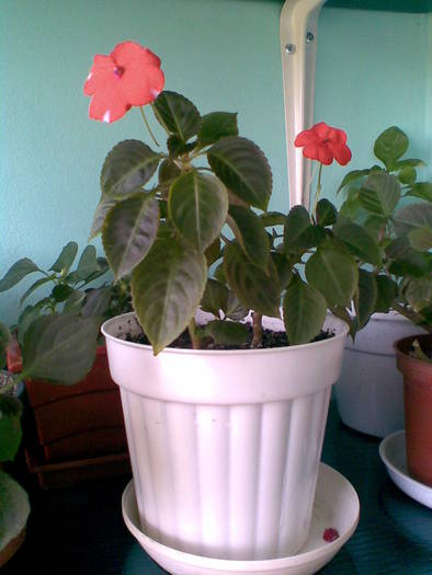 impatiens bicolor - FLORI -2009