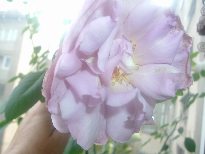 DSCF8892; sterling theahibrid mov
