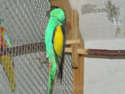 small_papousek_zlutoramenny[1] - papagali deosebiti