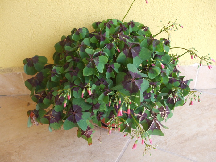 oxalis iron cross - Flori