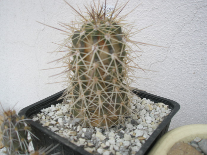 Echinocereus triglochidiatus - 16.01