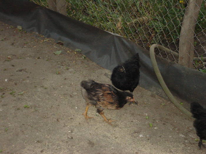 94 - Rate-Gaini-Gaste