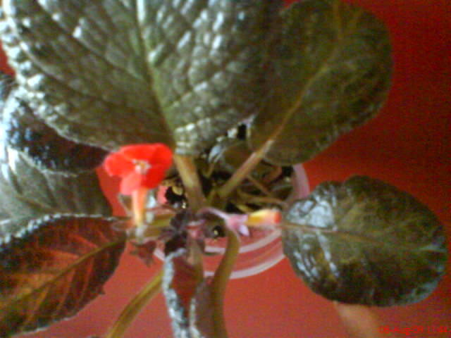 Episcia Black Foot; Episcia Black Foot
