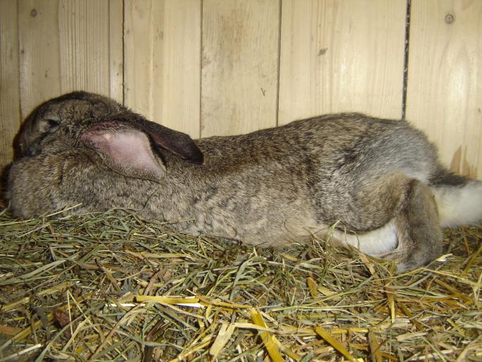 februarie 2008 037 - gaini -iepuri ferma 2008