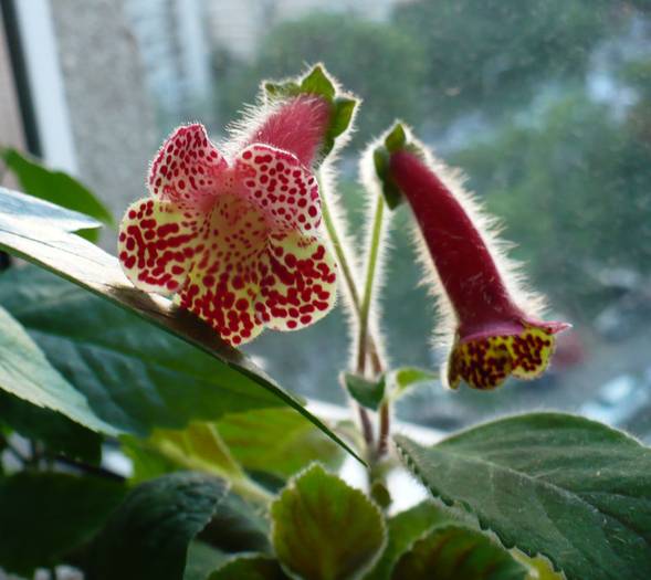 kohleria Bibbi - Kohlerii