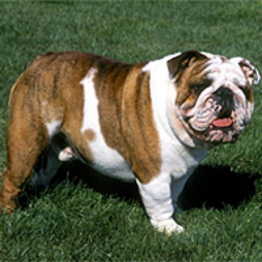 bulldog-englez-001 - Dogs