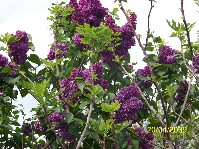 100_0951 - Primavara in curte  Timisoara