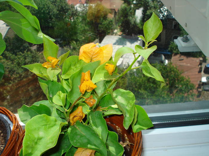 BOUGAINVILLEA - FLORILE MELE