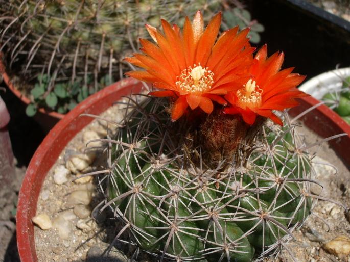 Parodia mairanana - cactusi