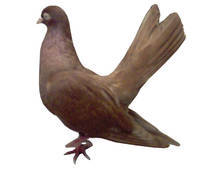 roller de timis - X-TODAS LAS RASAS DE PALOMAS EN EL MUNDO