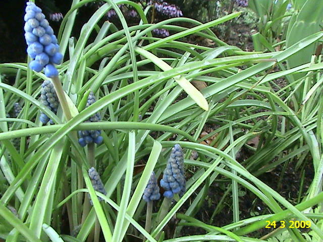 Muscari 24 mart 2009 - plante diverse