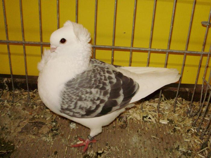 18491 ogo 1 - 1505 partea 6