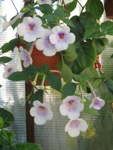 Achimenes Ambroise verschaffelt 13