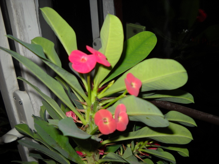 Euphorbia milli - Plantele mele