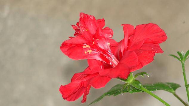 hibiscus - flori 2008