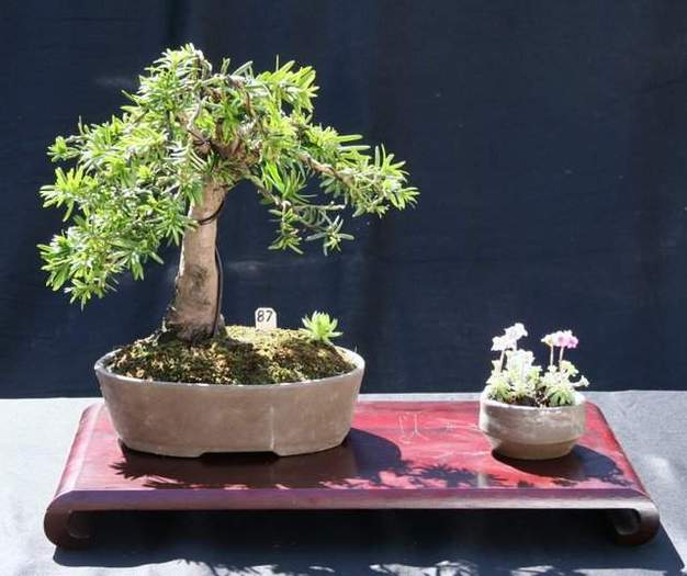 589 - Bonsai