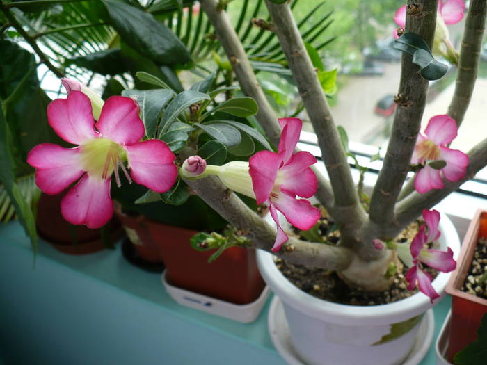 P1120320 - ADENIUM OBESUM